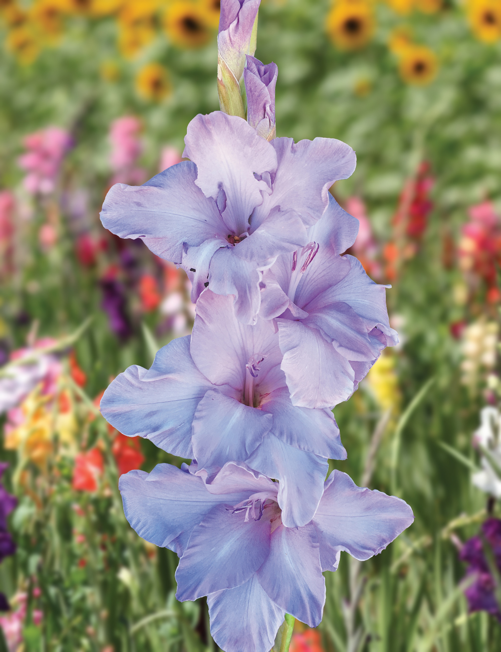 Gladioli 'Milka'