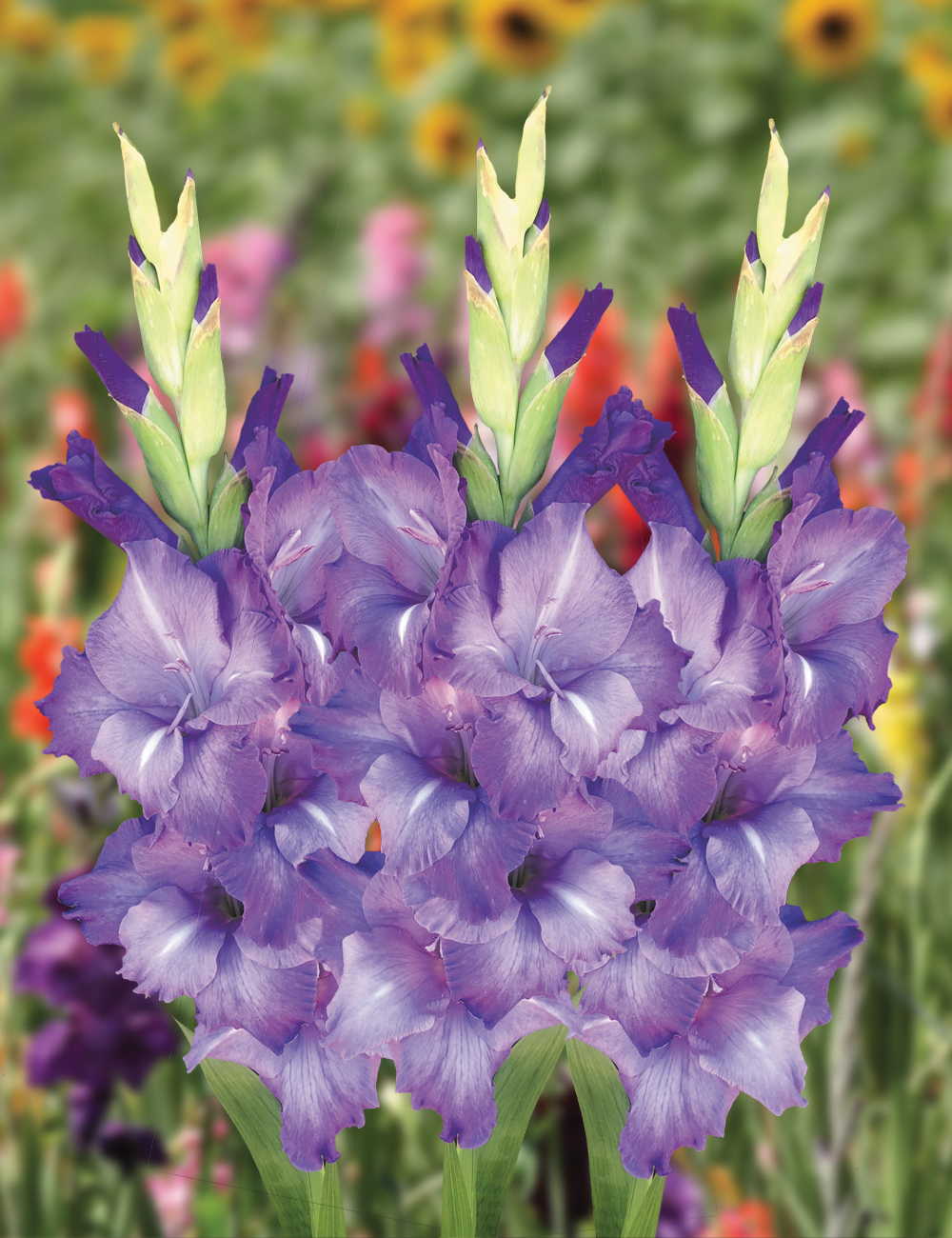 Gladioli 'Mojito'