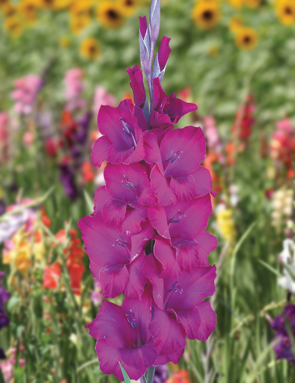 Gladioli Nathan