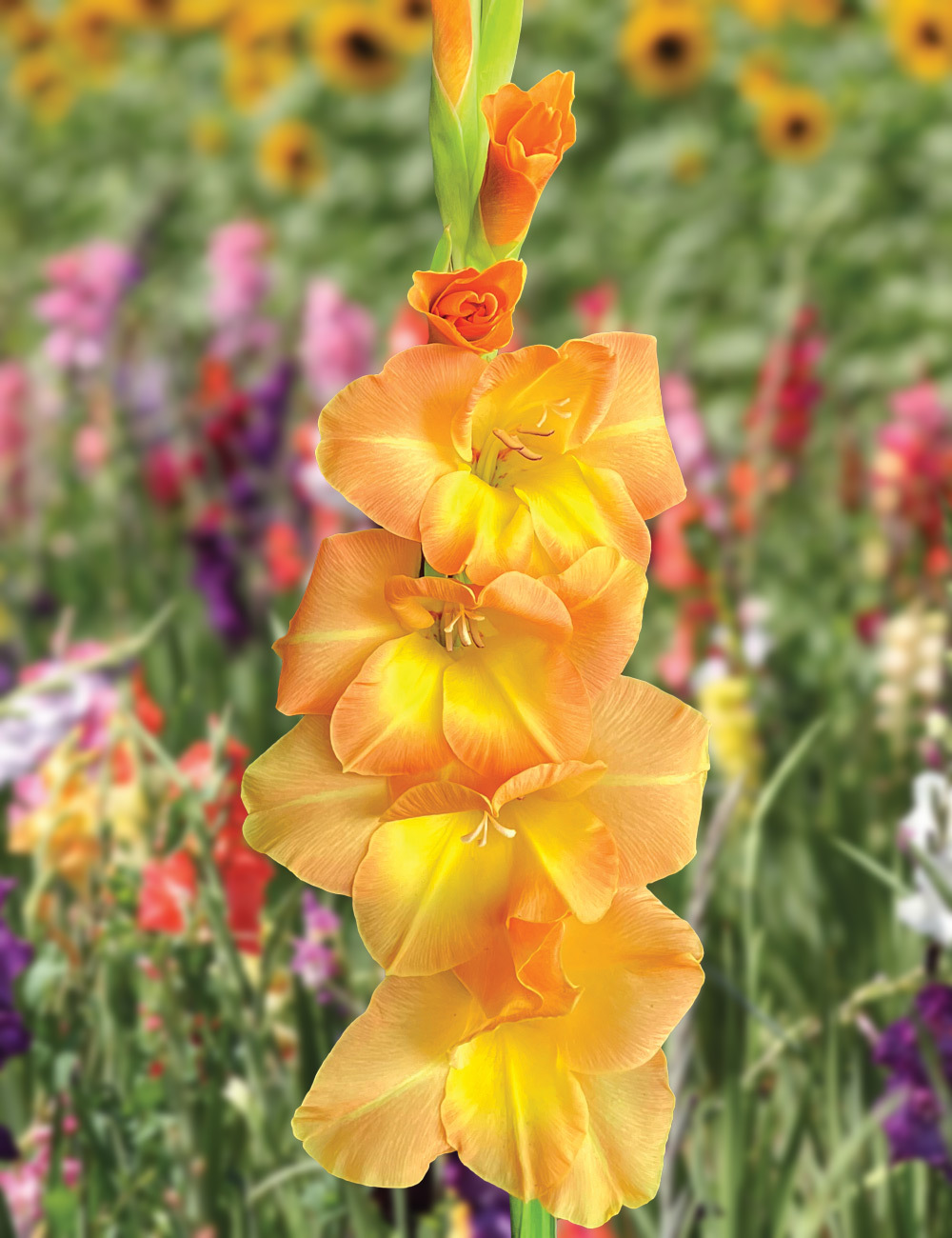 Gladioli 'Peach Melba'