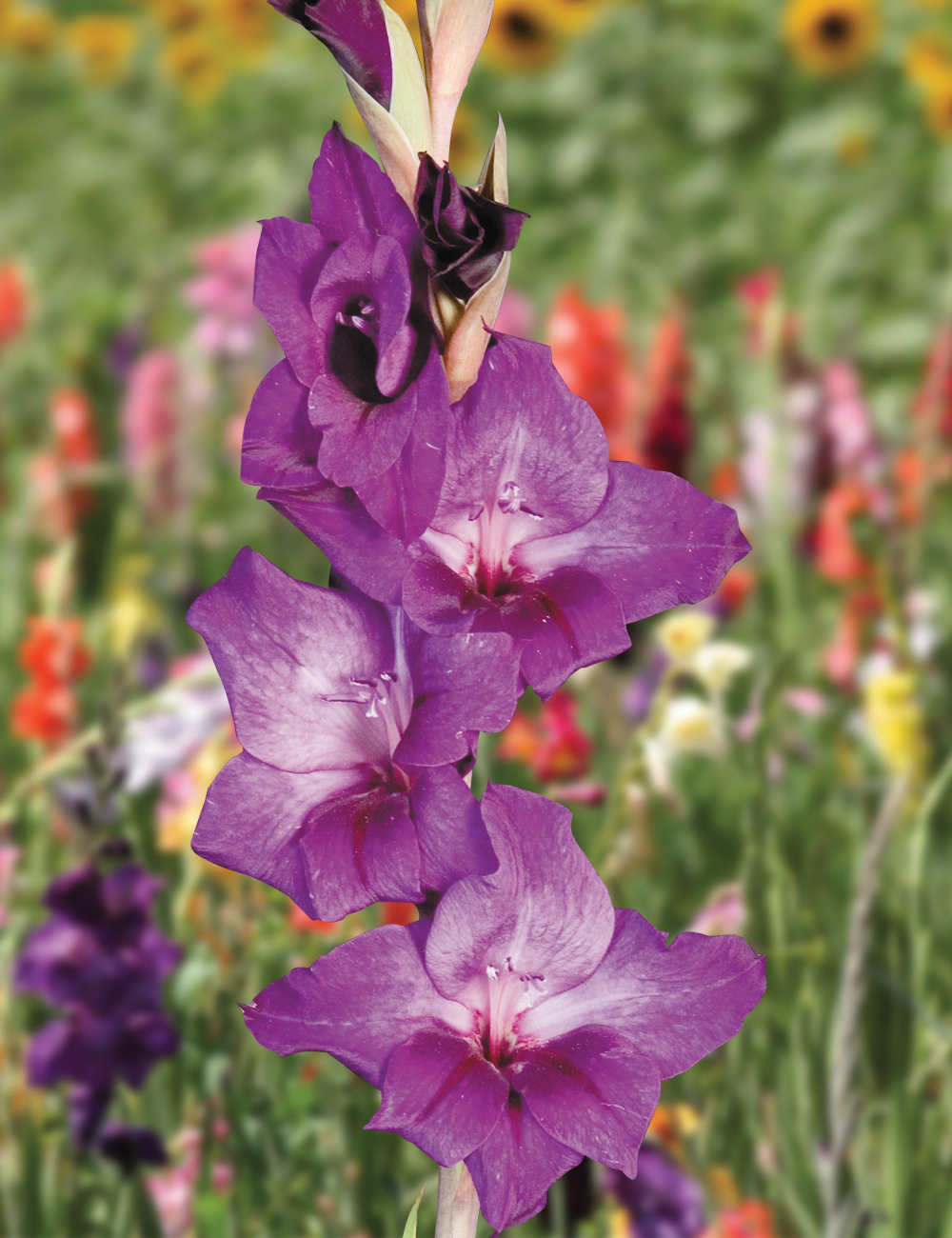 Gladioli Purple Flora