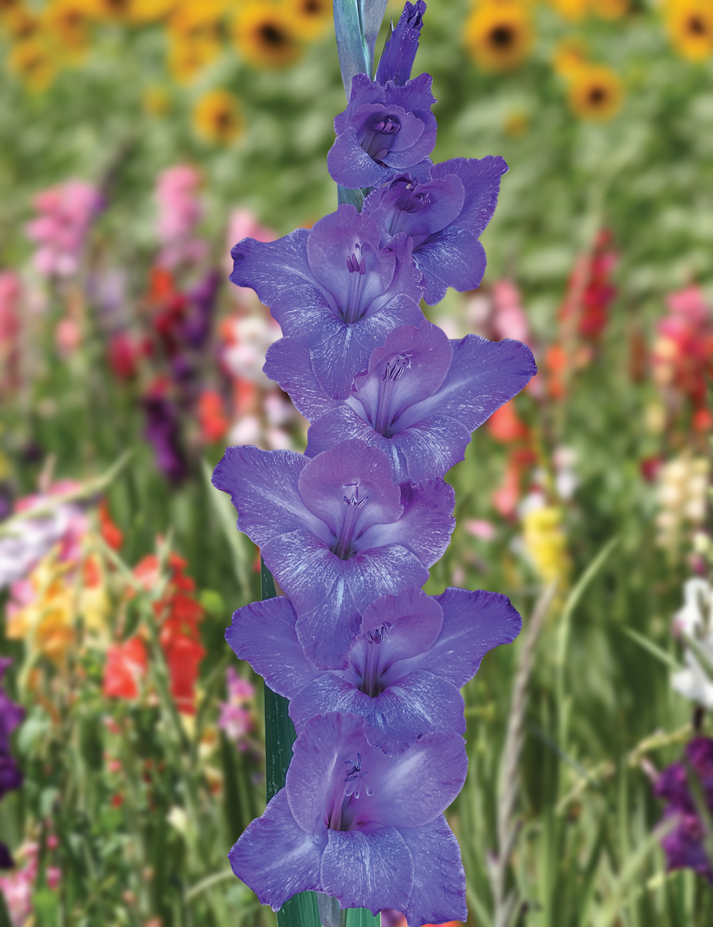 Gladioli 'Performer'