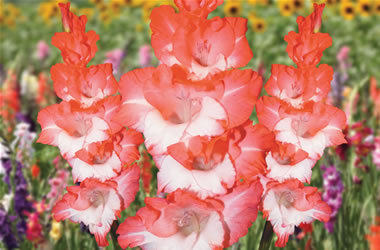 Gladioli Pink Lady