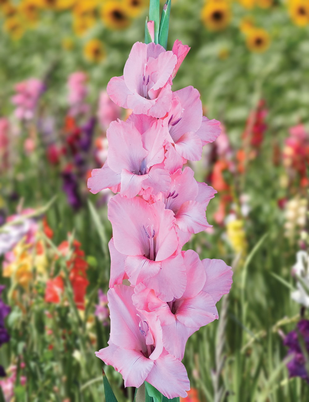 Gladioli Sugar Babe