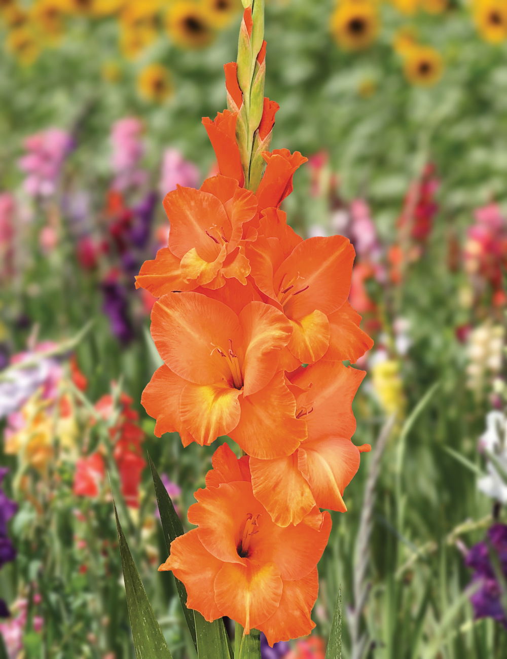 Gladioli 'Sun Kissed'