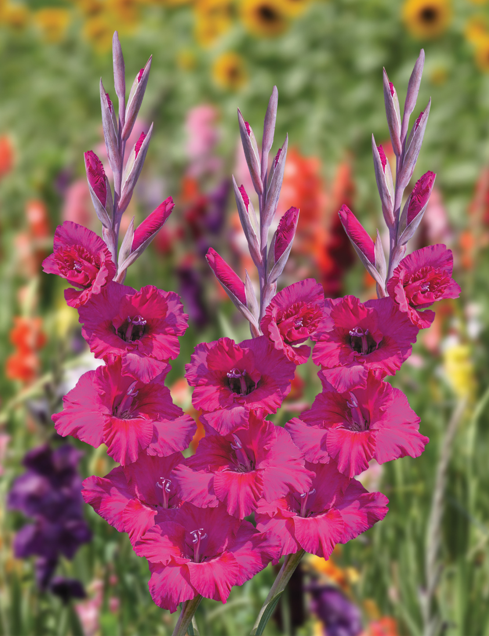 Gladioli Sugar Plum