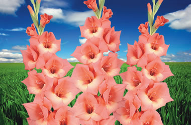 Gladioli San Remo