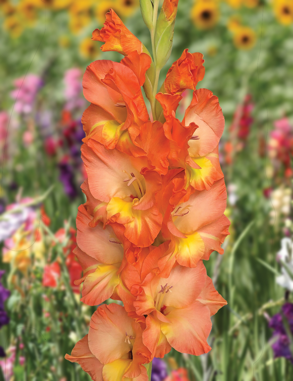 Gladioli 'Tabasco'