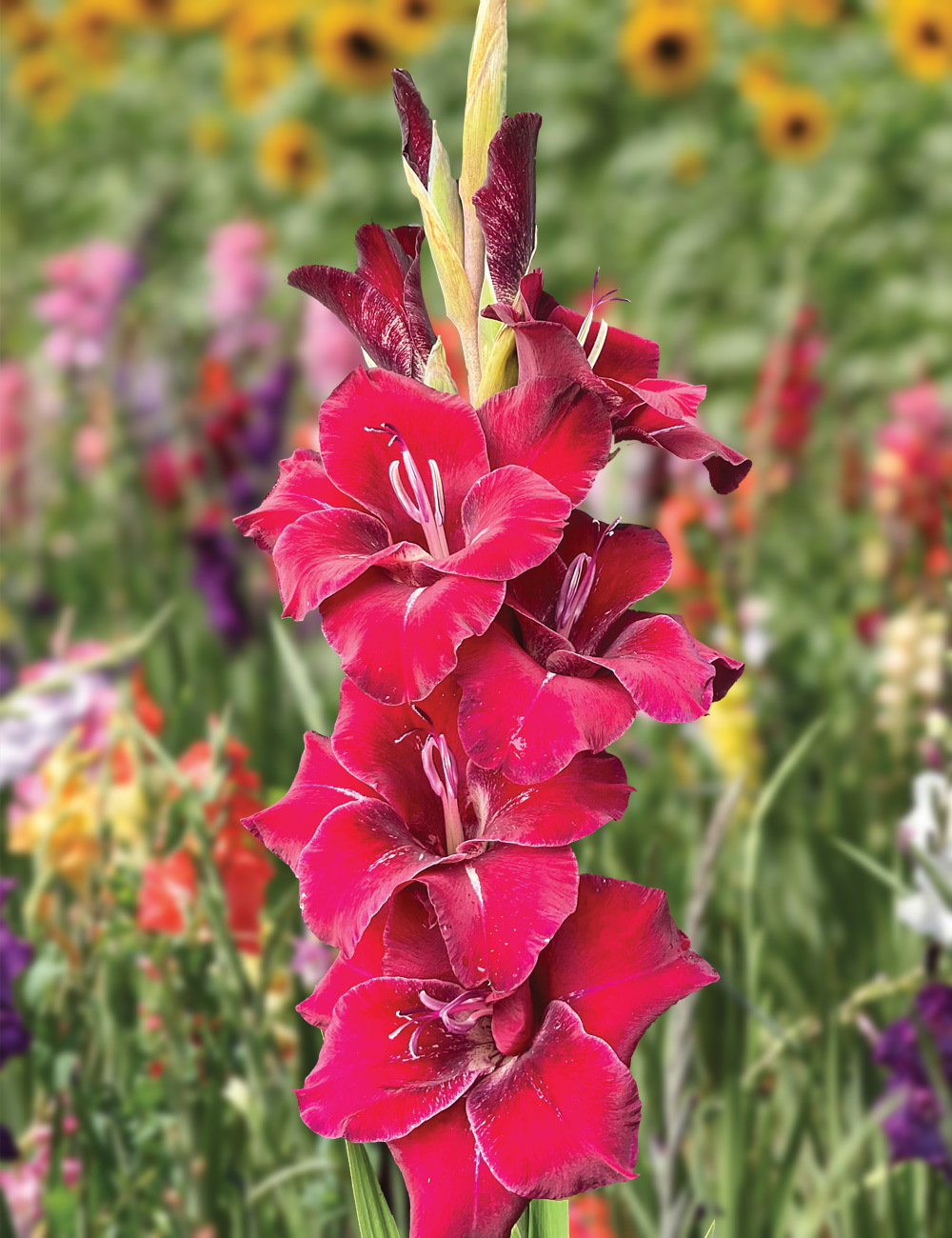 Gladioli 'Tavira'