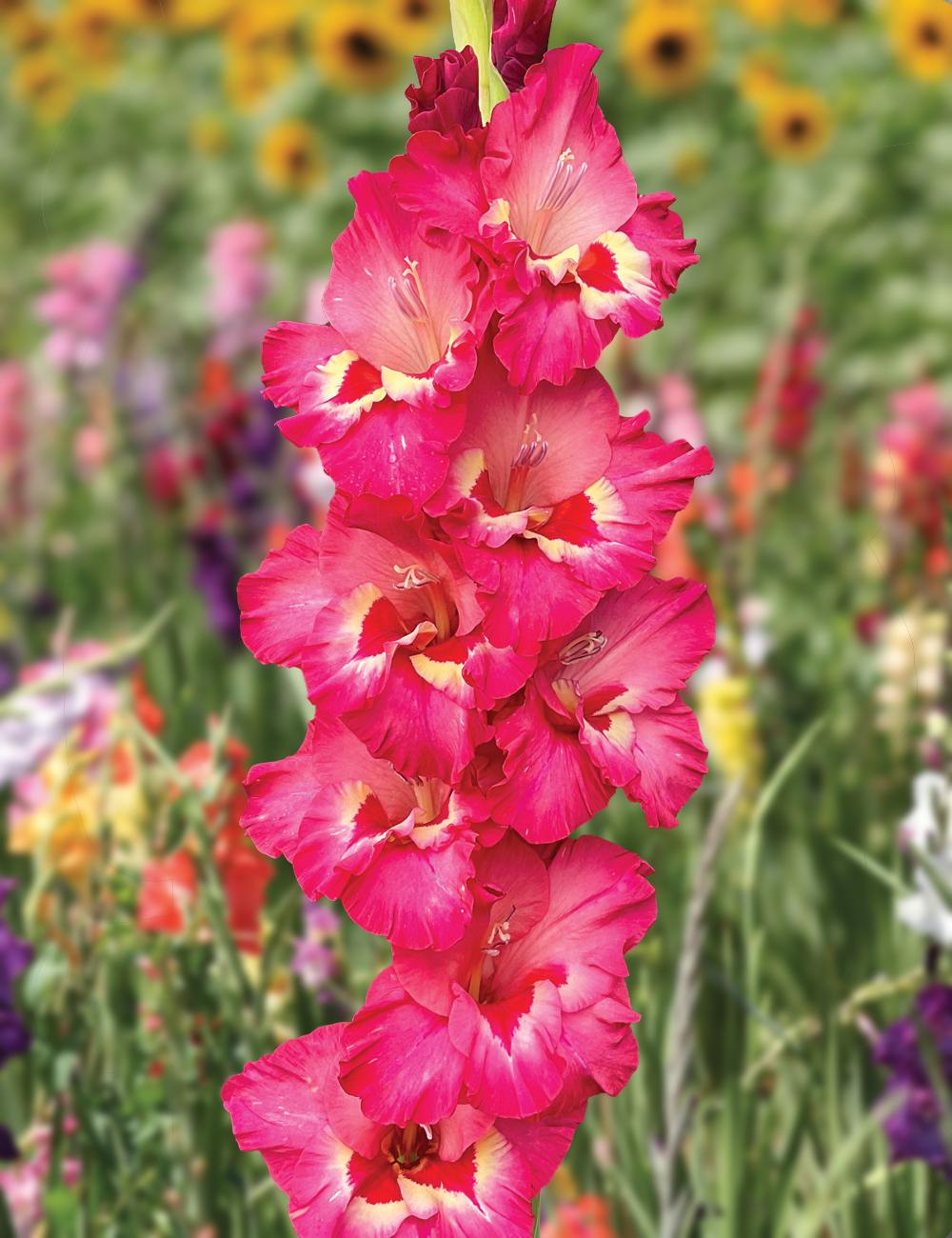 Gladioli 'Vandohla'