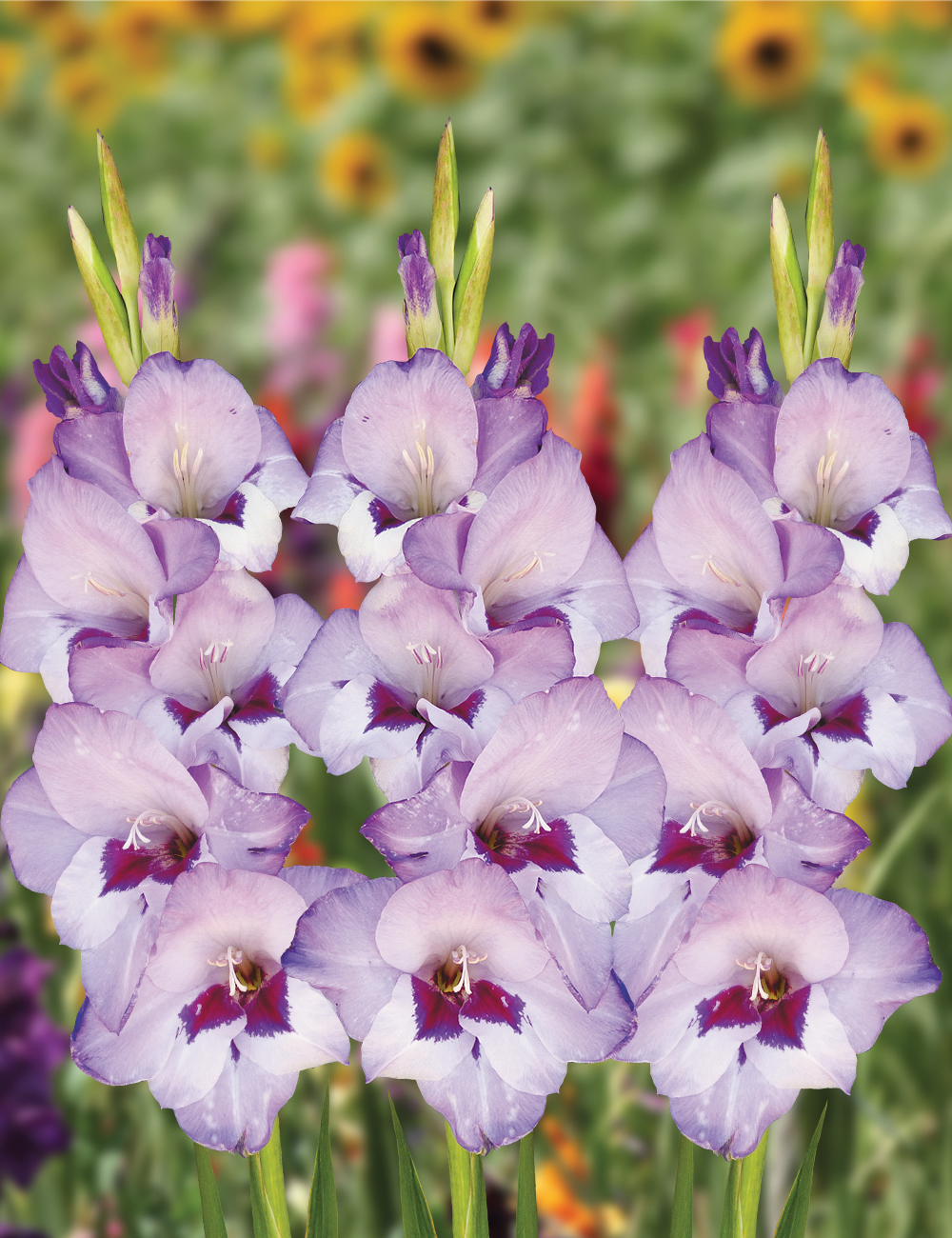 Gladioli 'Vista'