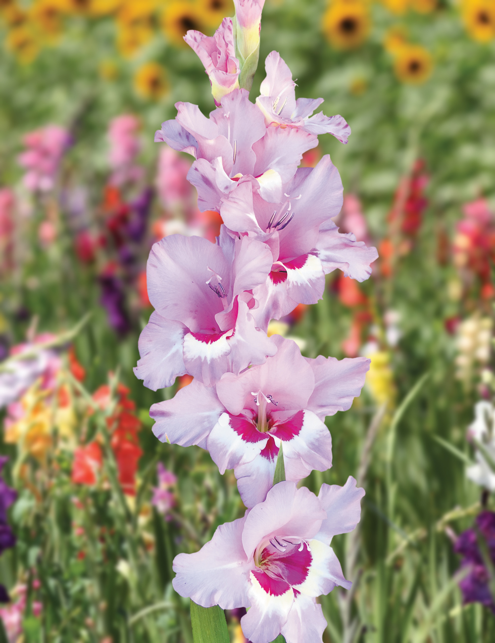 Gladioli 'Zamora'