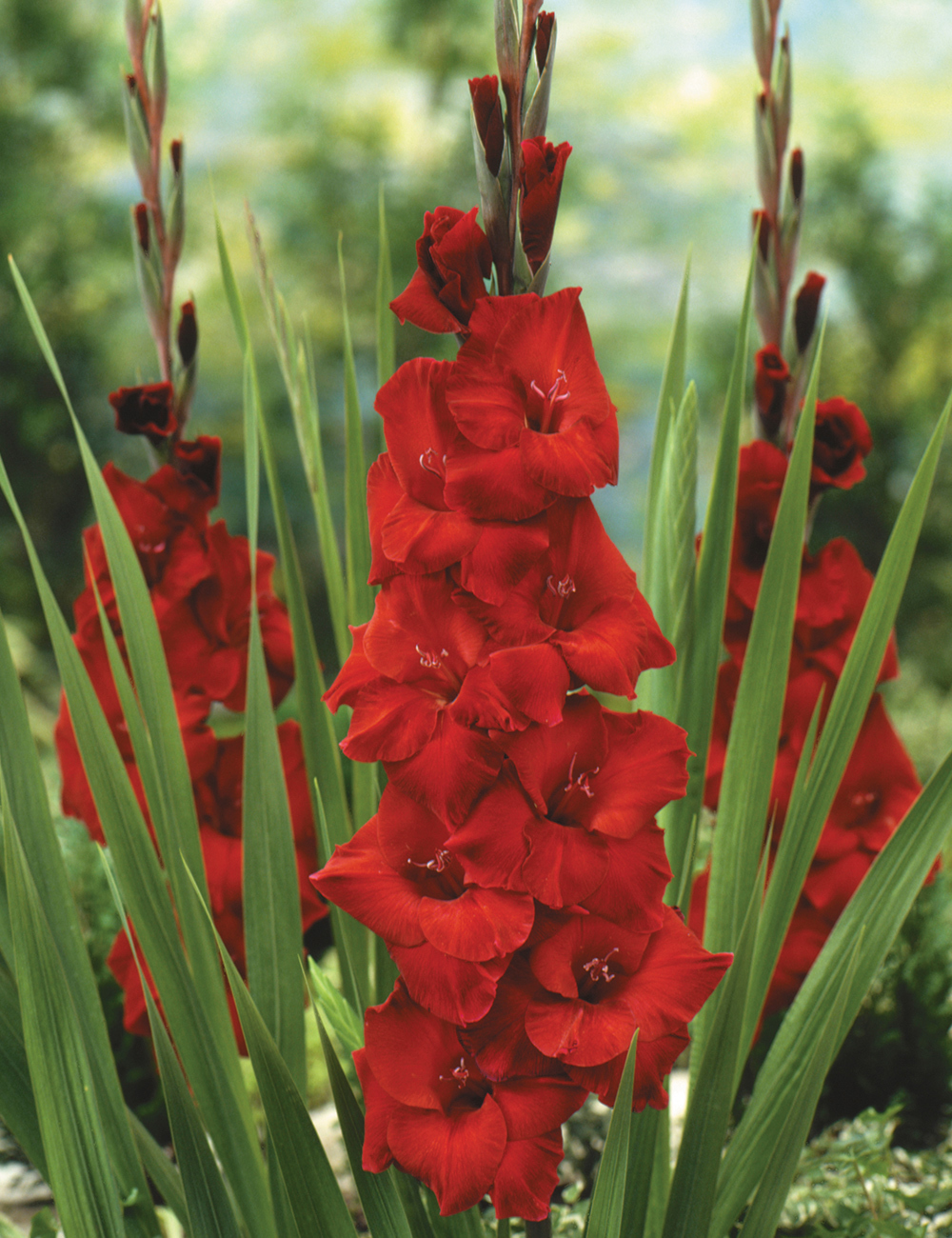 Gladiolus 'Zorro'