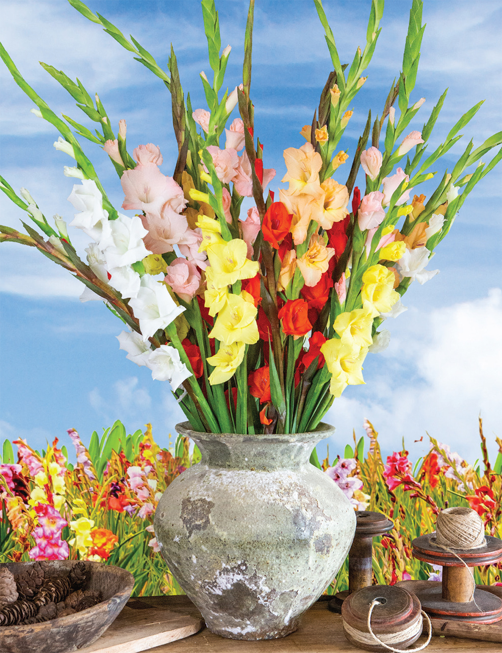 Gladioli Mixed