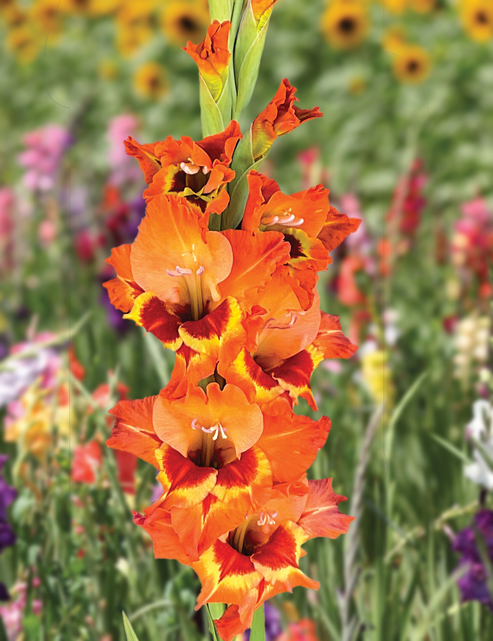 Petite Glamour Gladioli 'Alice'