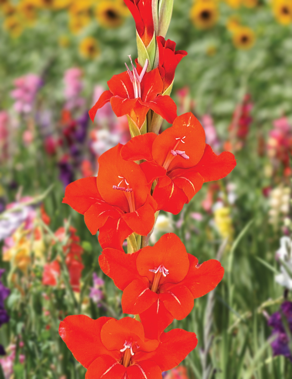 Petite Glamour Gladiolus 'Aphrodite'