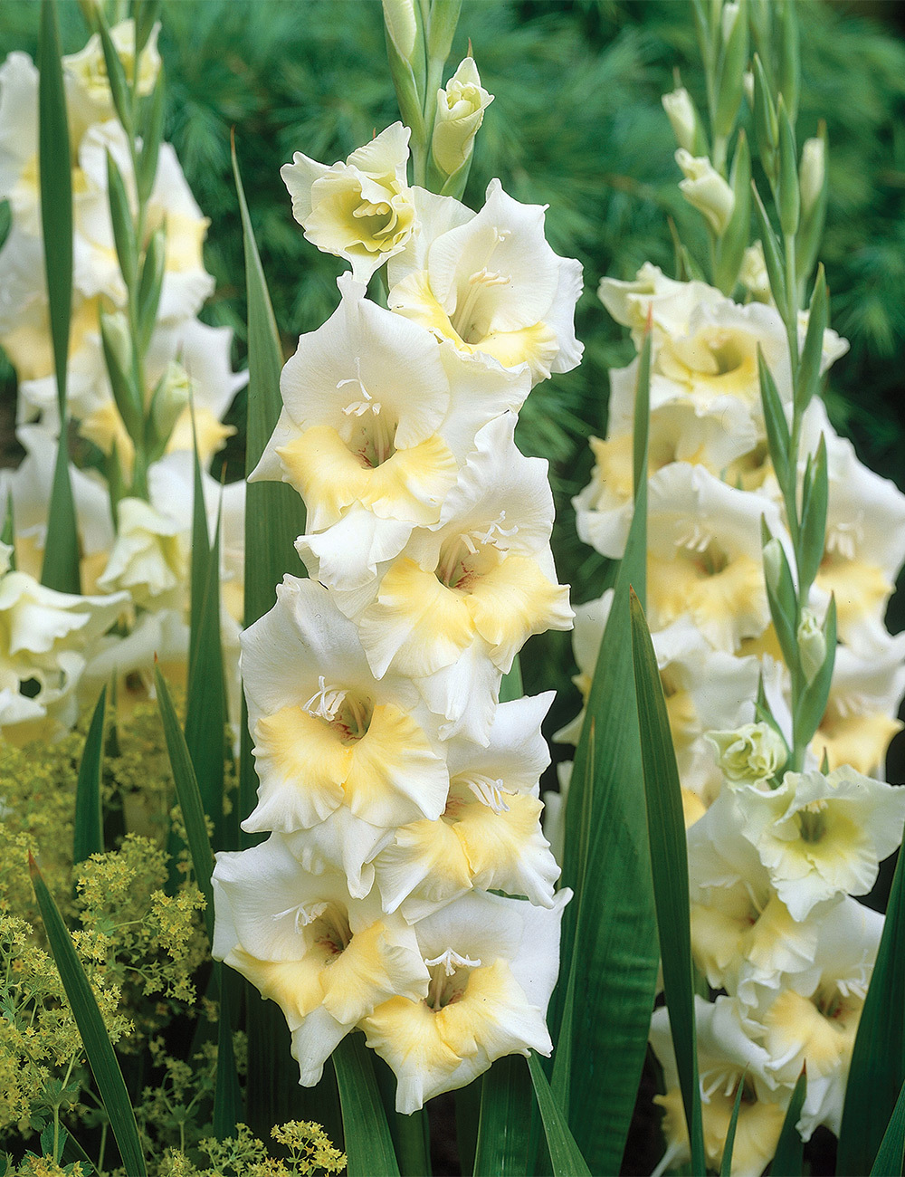 Glamour Gladioli 'Break of Dawn'