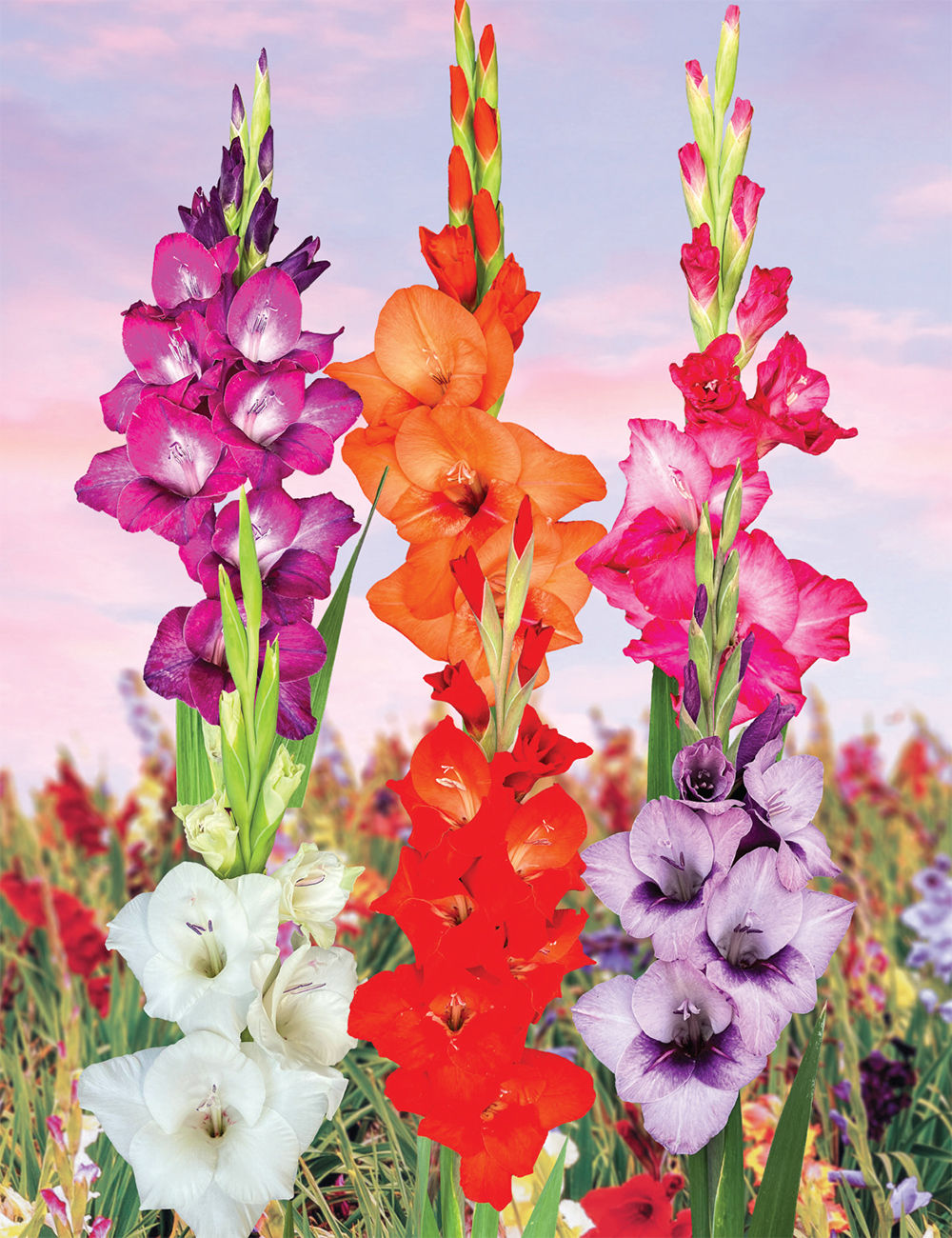 Petite Glamour Gladiolus Collection