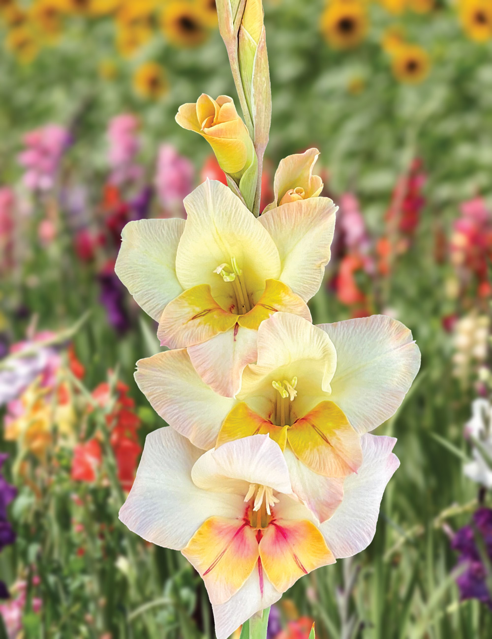 Petite Glamour Gladiolus 'Cameron'