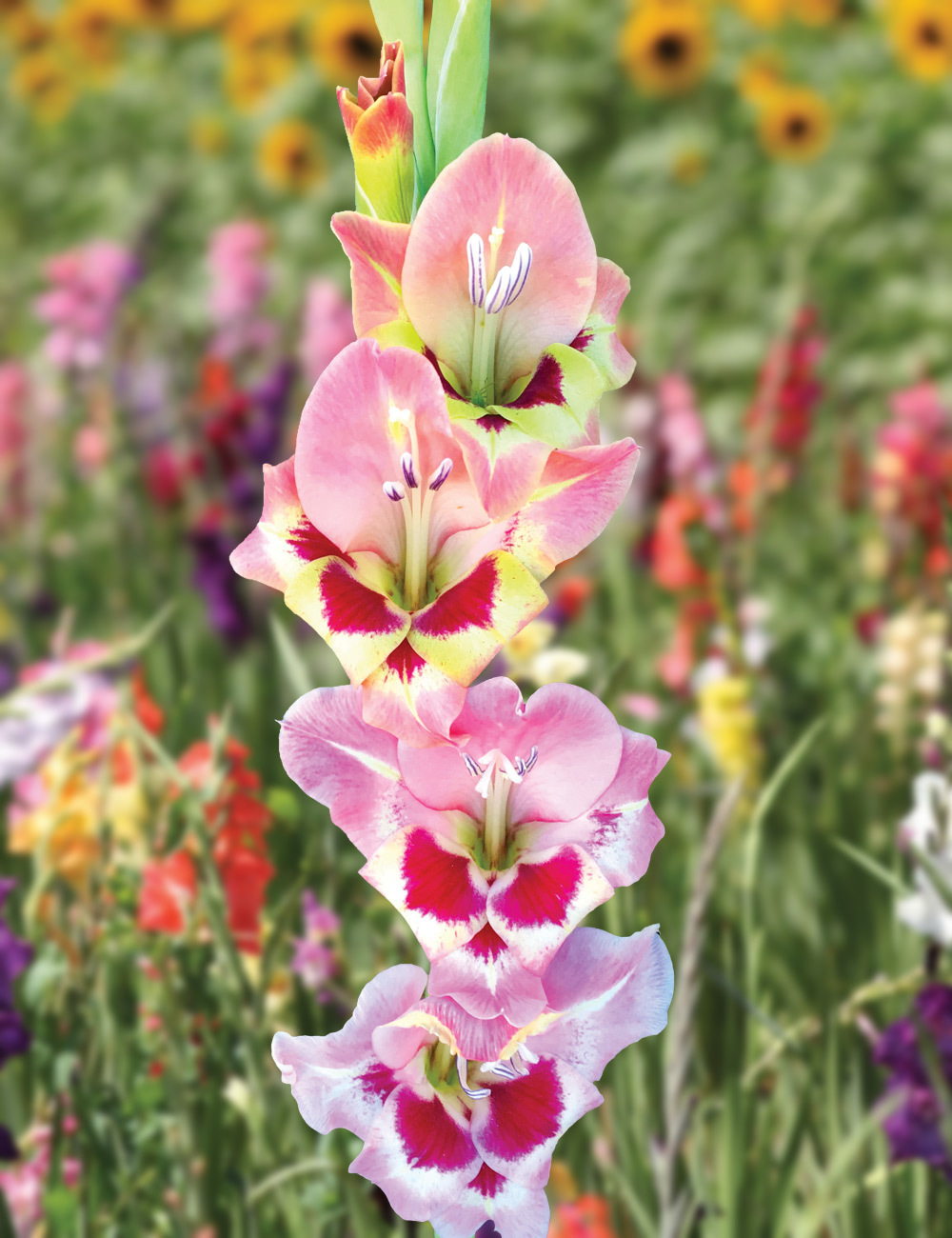 Petite Glamour Gladiolus 'Cindy'