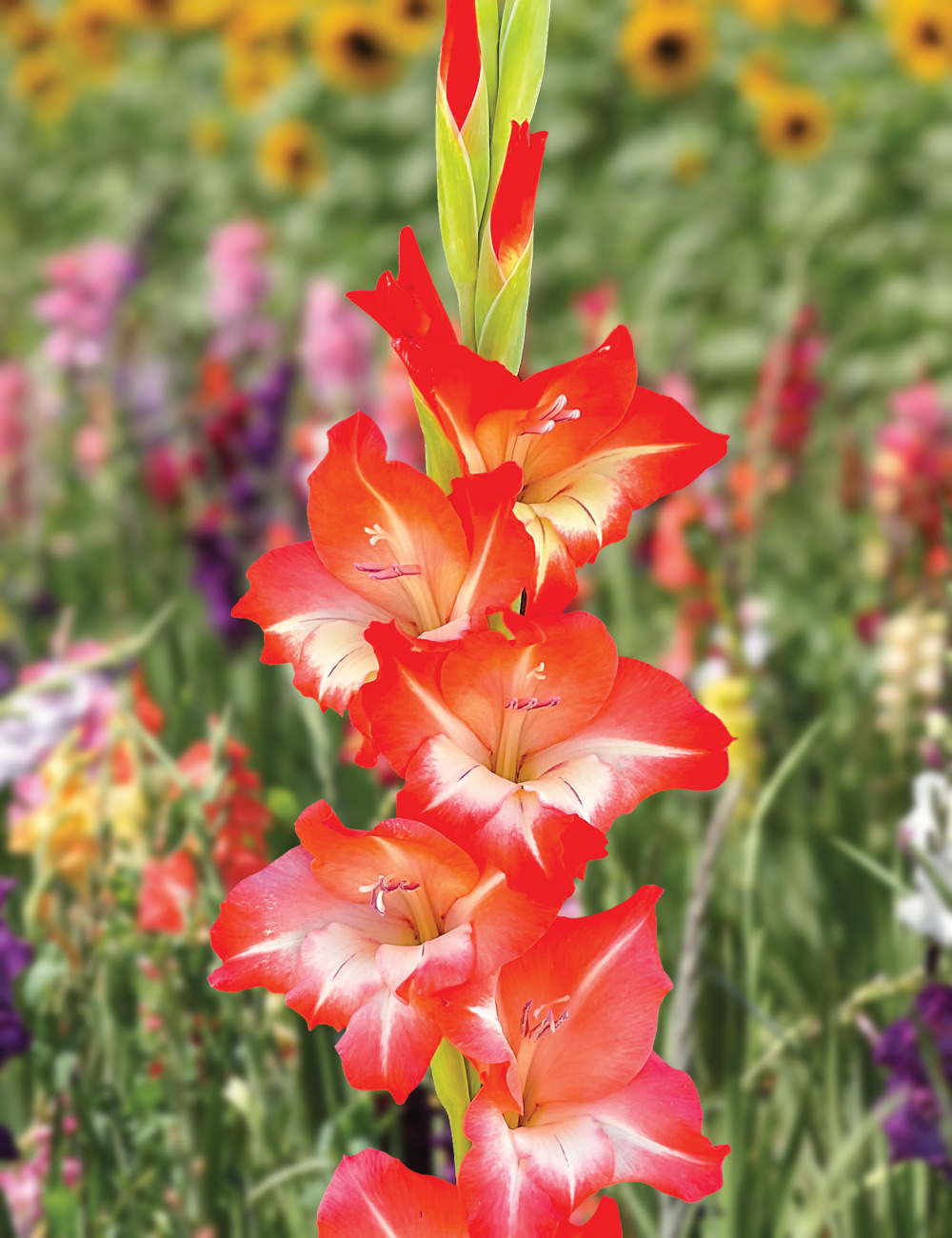 Petite Glamour Gladiolus 'Daniella'