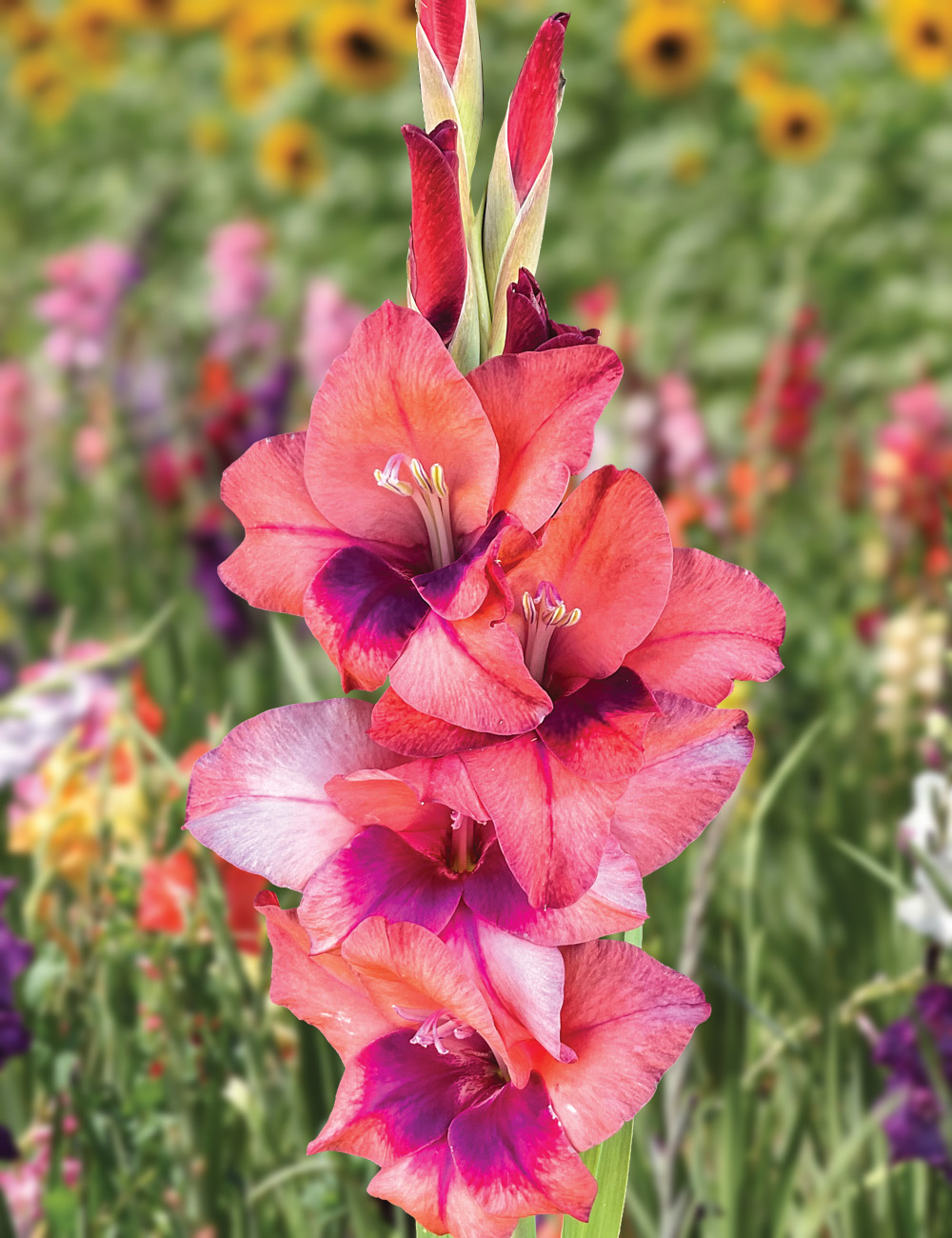 Petite Glamour Gladioli 'Lucky Lips'