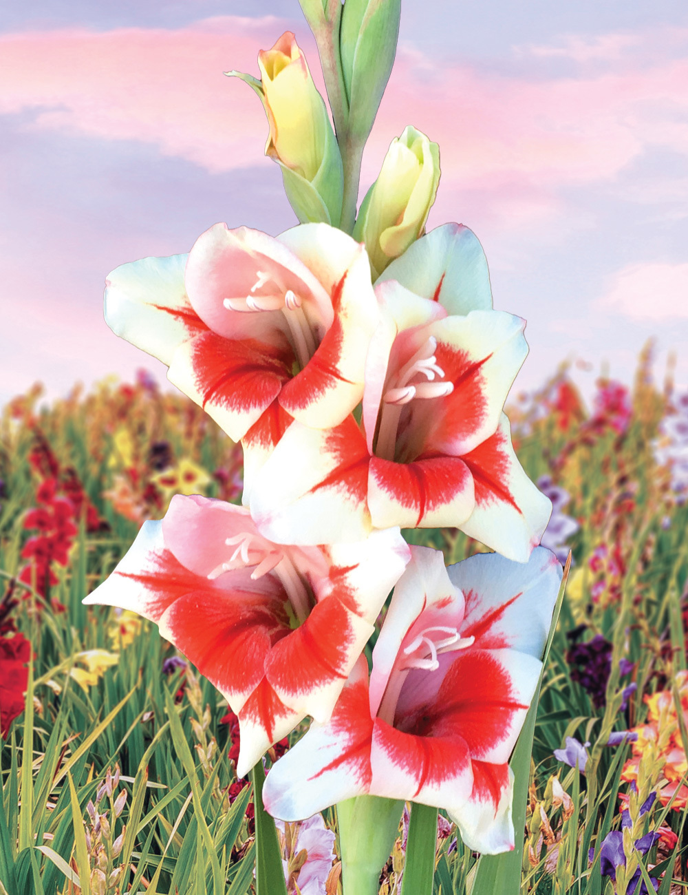 Petite Glamour Gladioli 'Belinda'