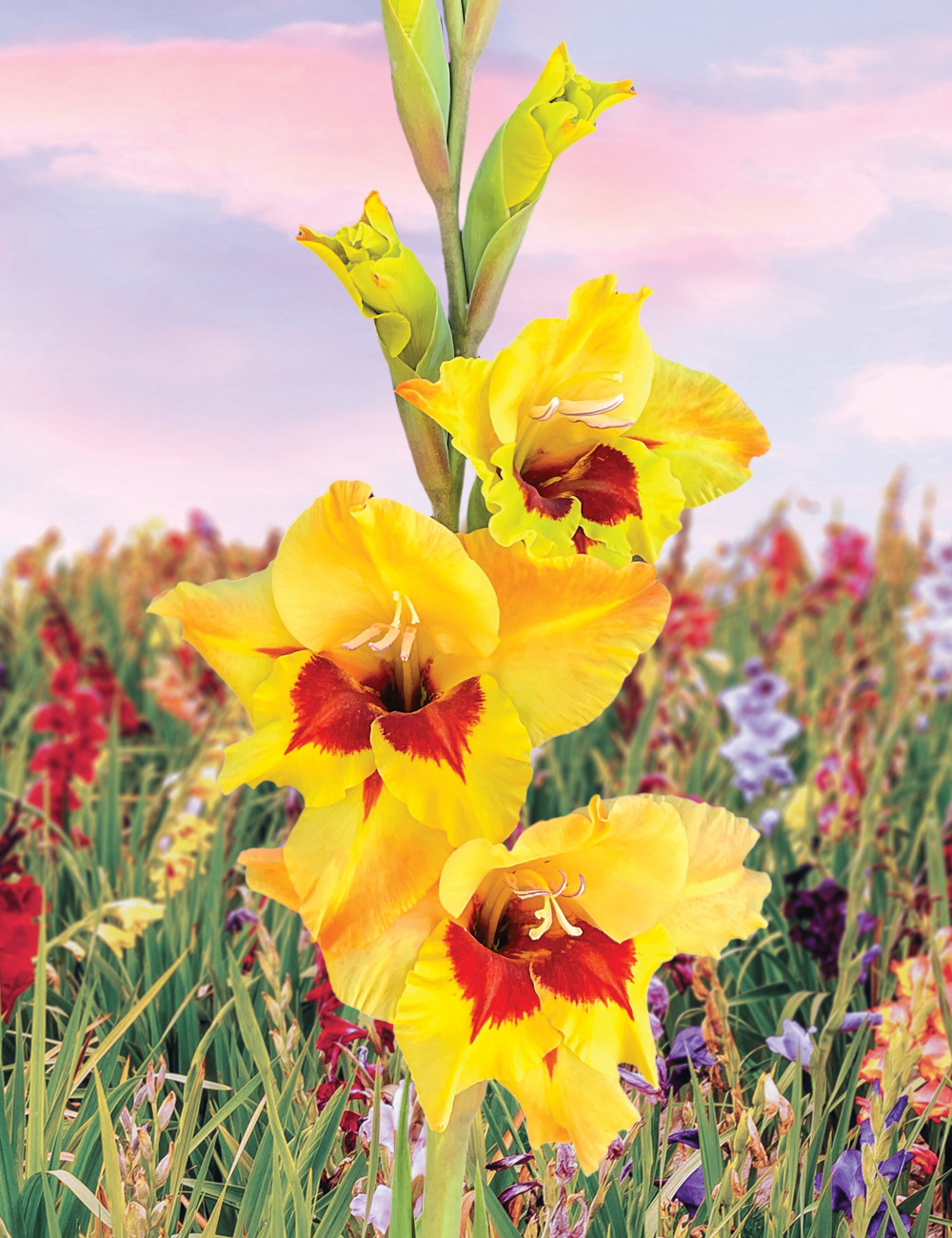 Petite Glamour Gladioli 'Safari'