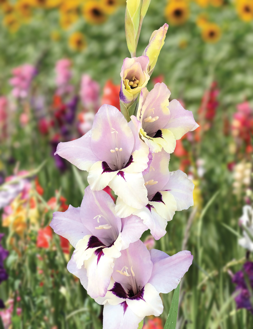 Petite Glamour Gladiolus 'Verax'
