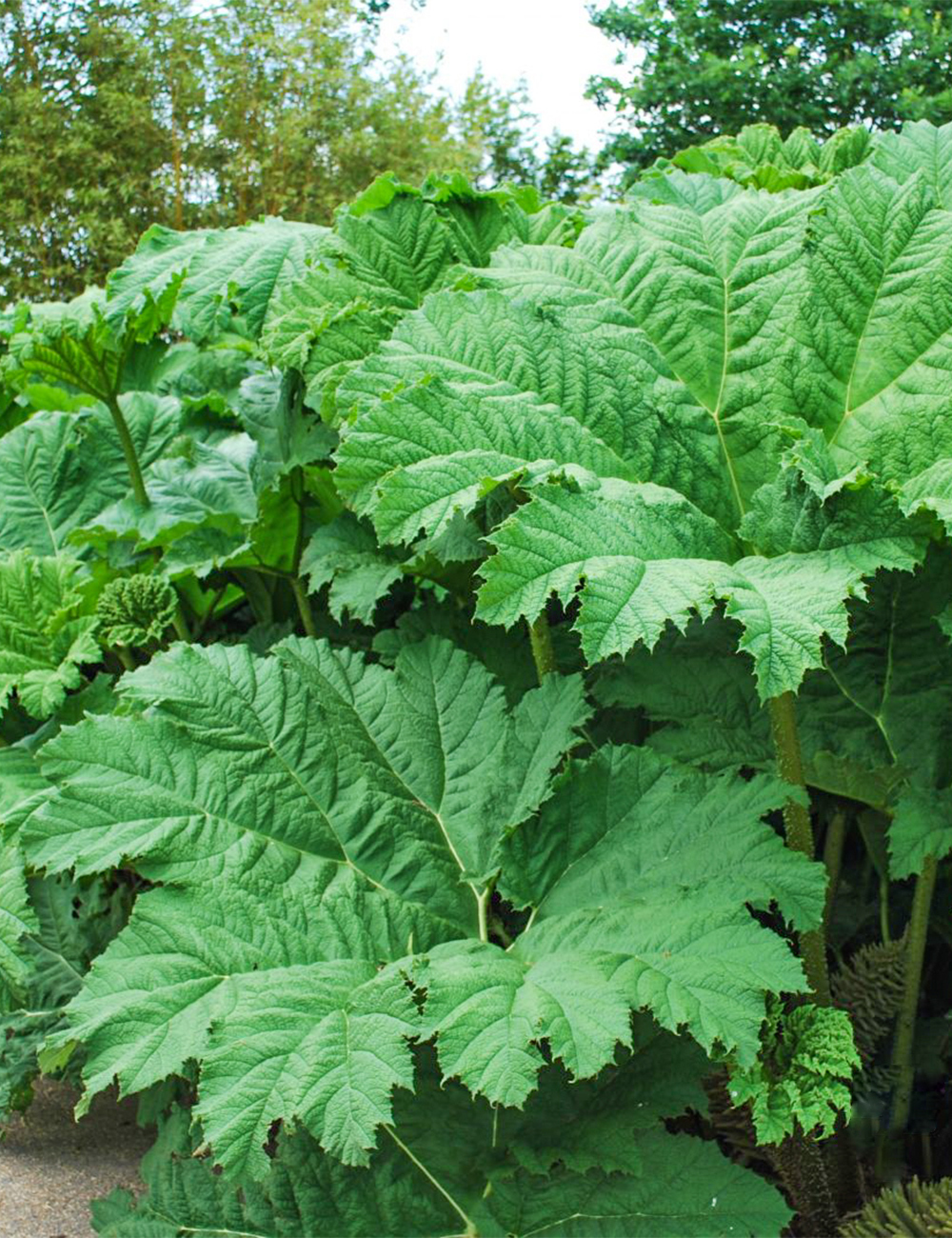 Giant Rhubarb