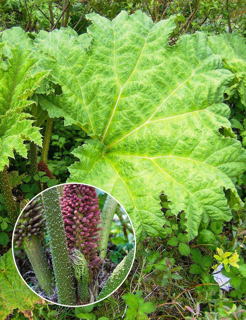 Giant Chilean Rhubarb