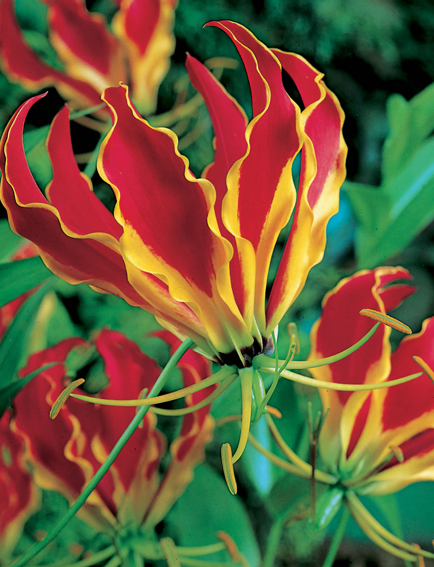 Gloriosa Lily 'Rothschildiana'