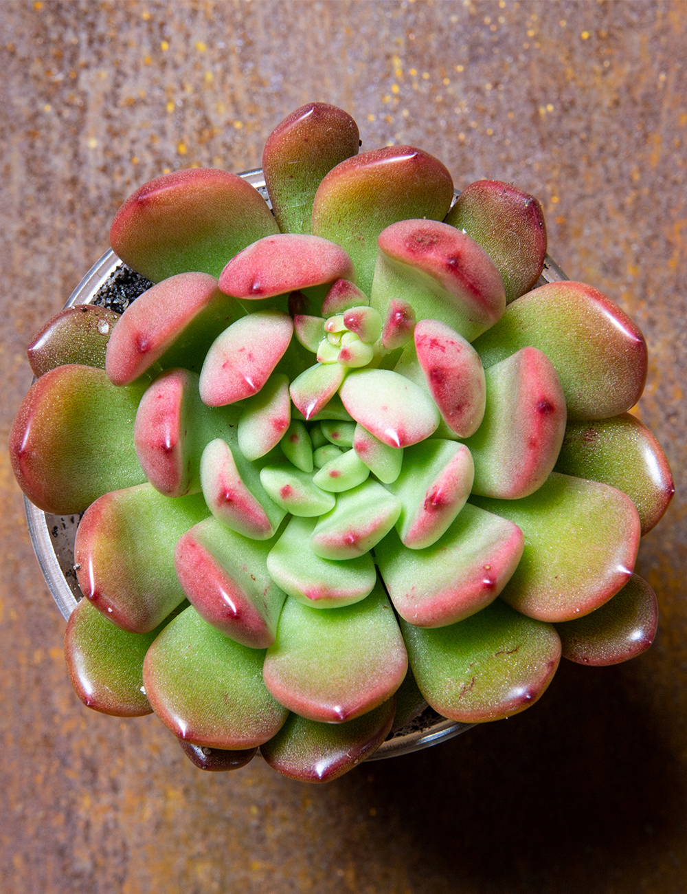 Graptoveria 'Pink Ruby'