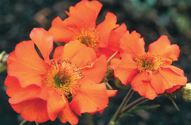 Geum Tangerine