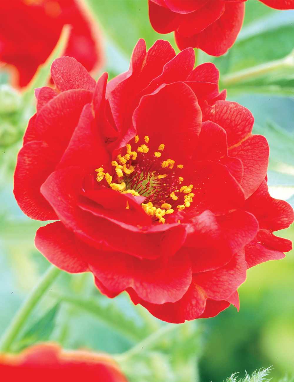 Geum Blazing Sunset