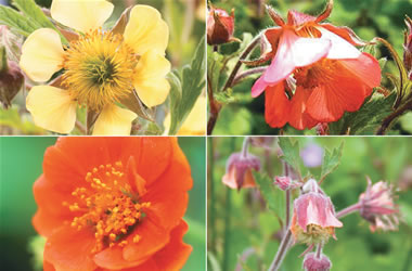 Geum Collection