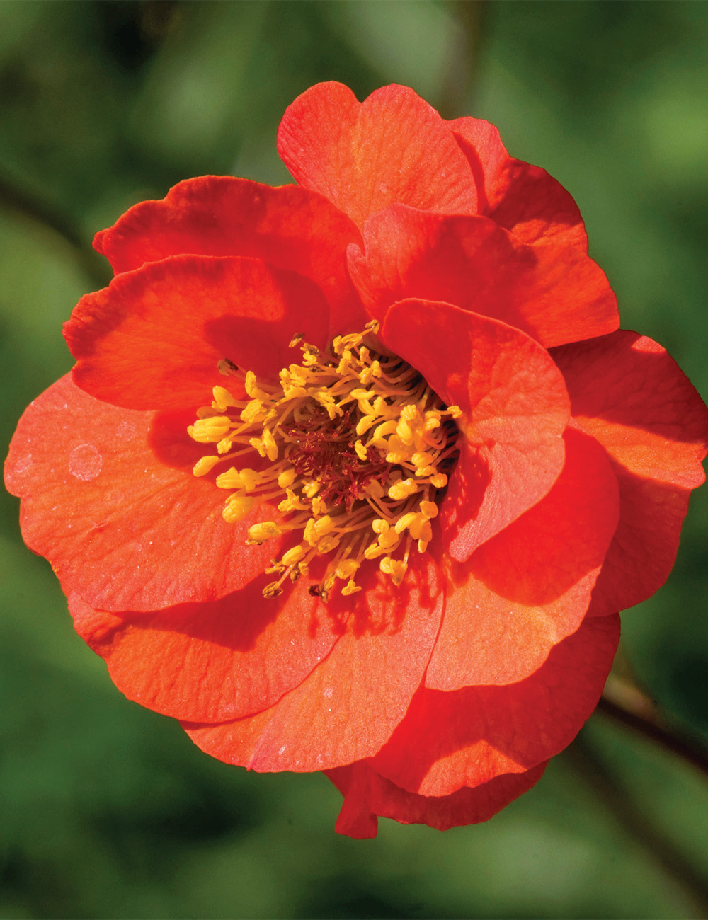 Geum 'Fire Lake'