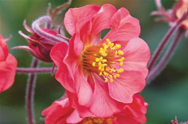 Geum George