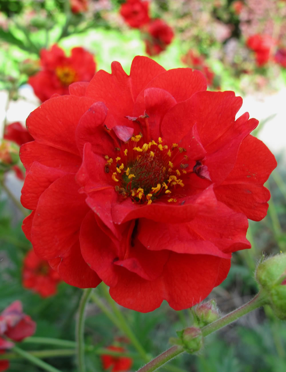 Geum Mrs J Bradshaw