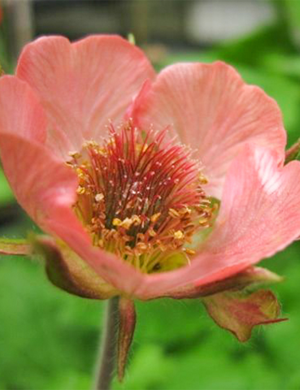 Geum 'Jess'