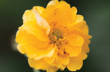 Geum Cities of Gold