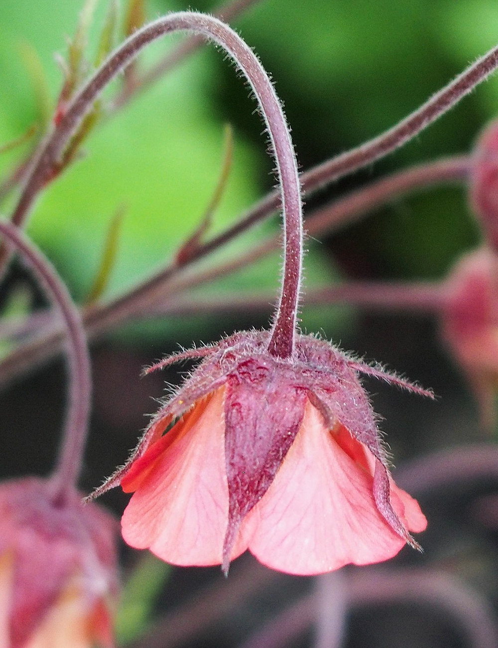 Geum 'Leonards Variety'