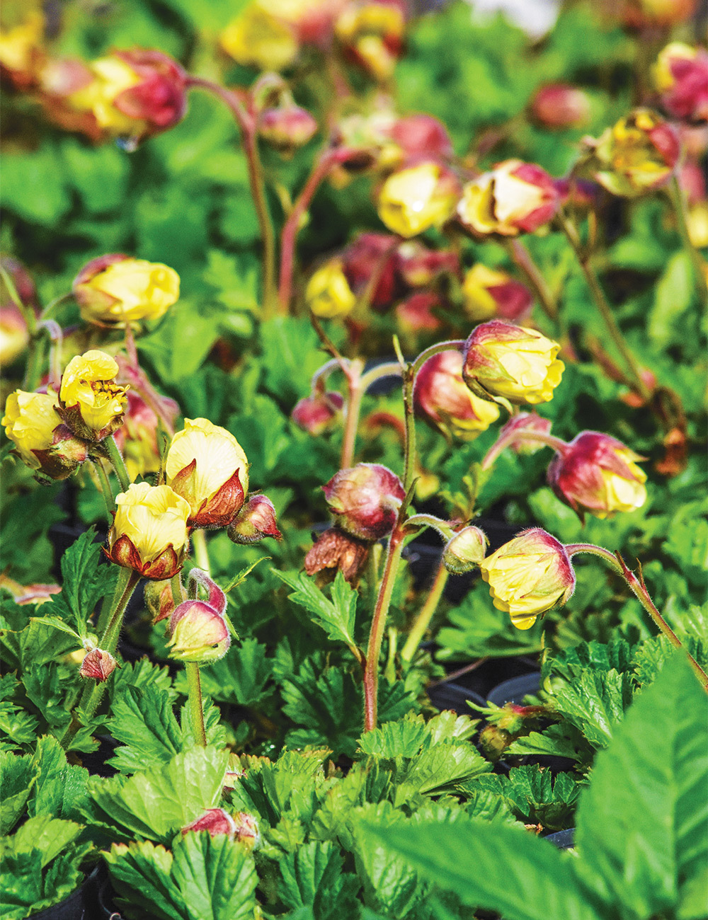 Geum 'Megan'