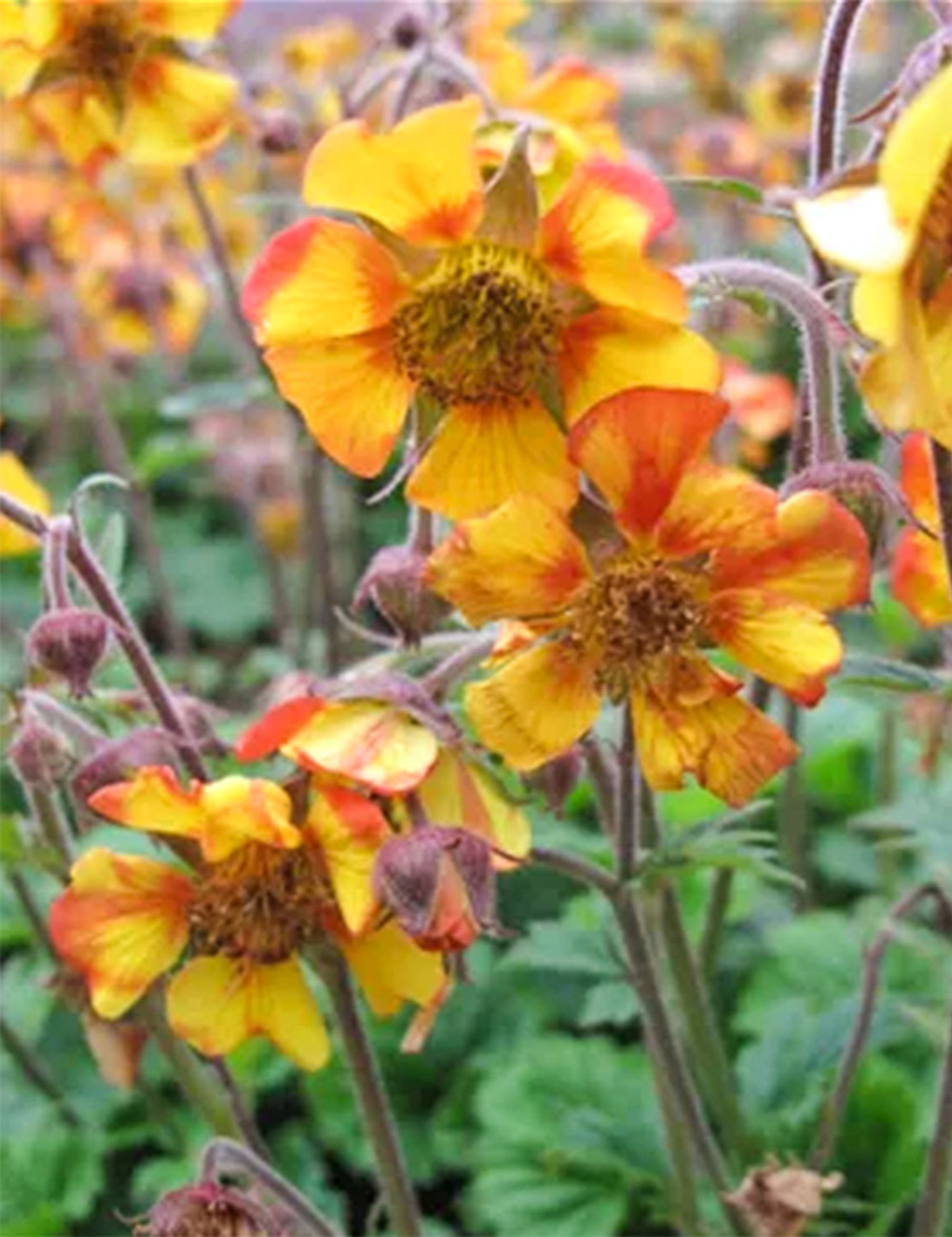 Geum 'Norgate's Flame'