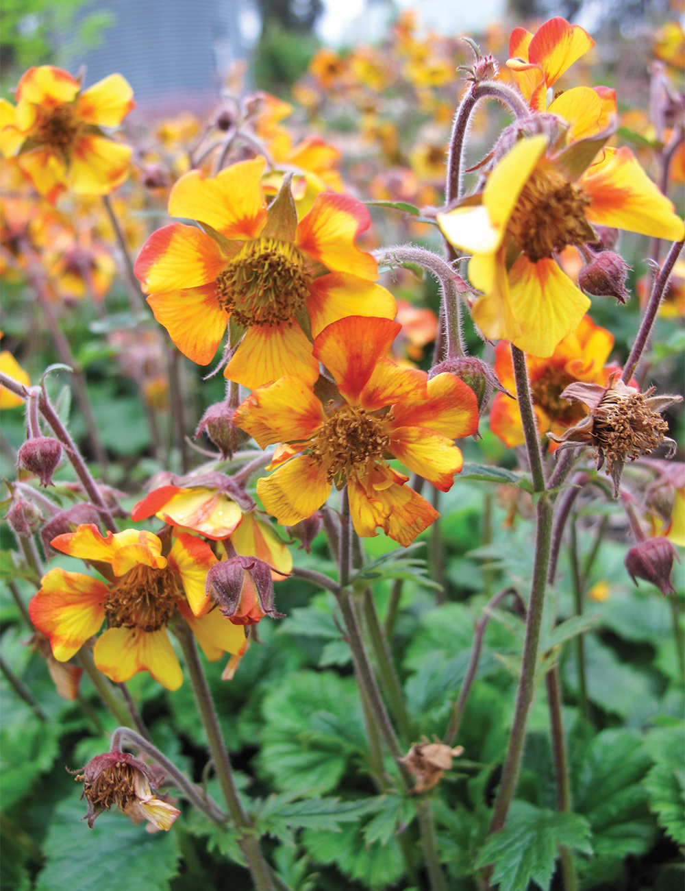 Geum 'Norgate's Flame'