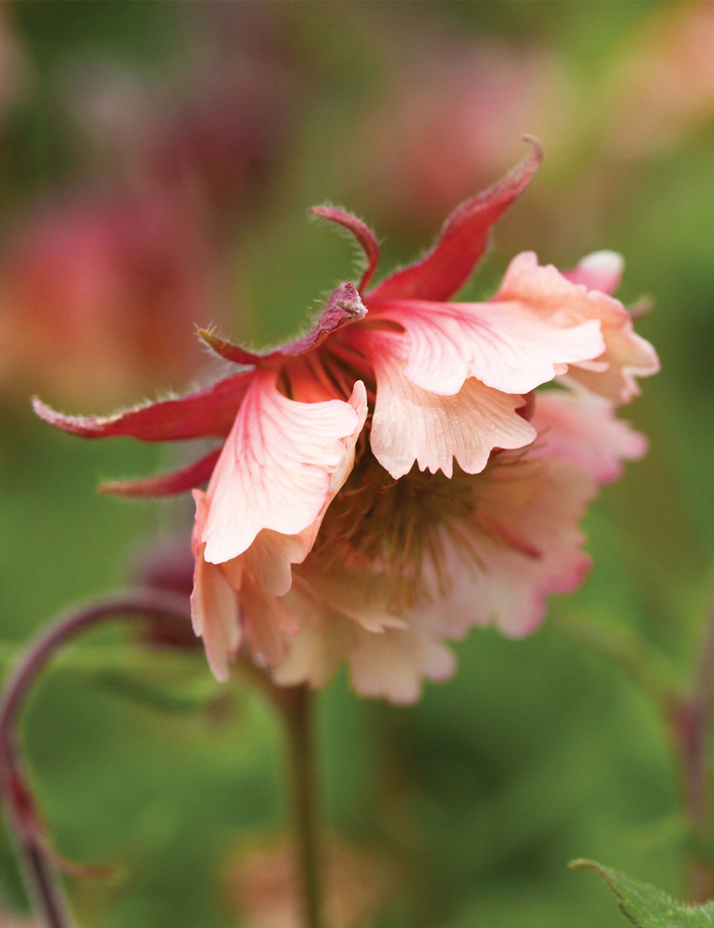 Geum 'Pink Frills'