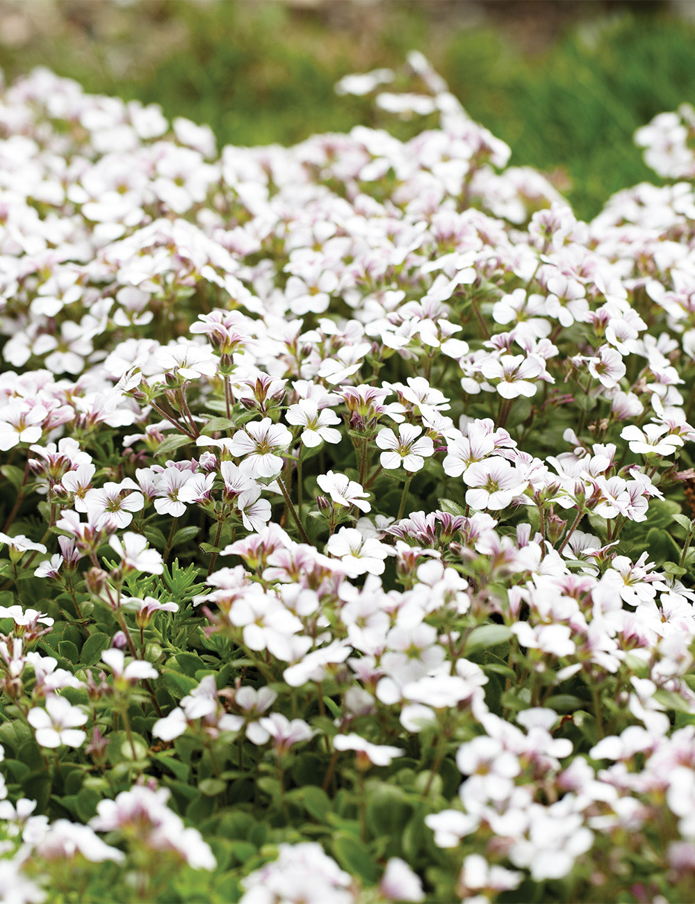 Gypsophila 'Pixie Splash'