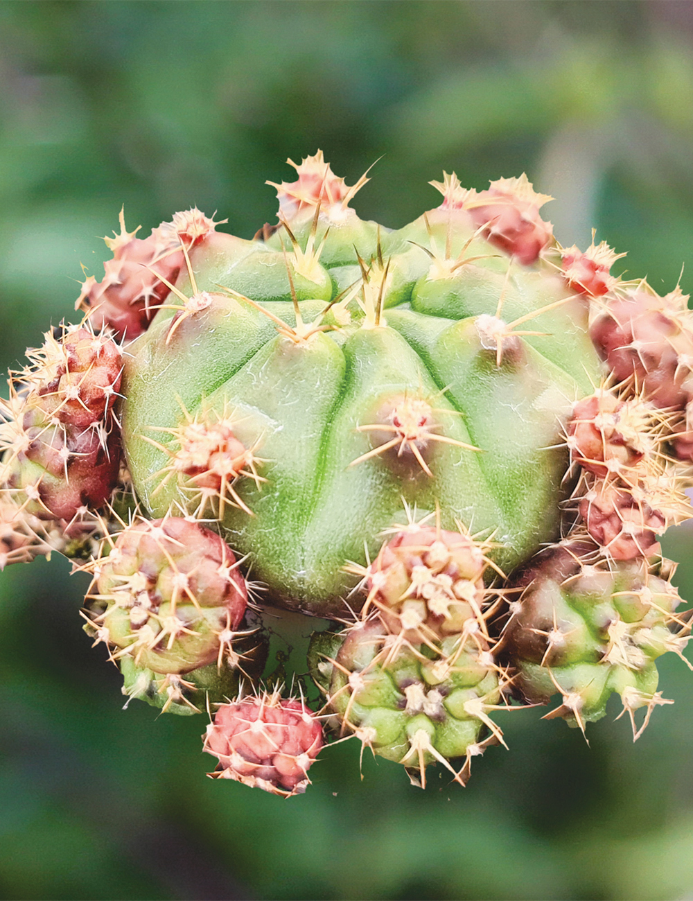 Gymnocalycium