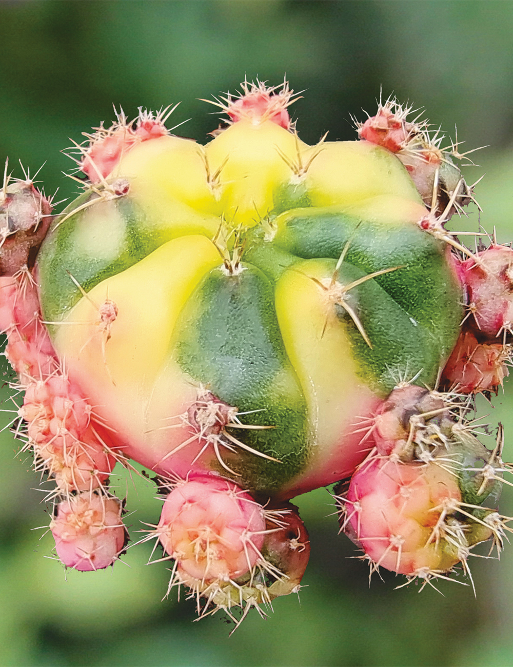 Chin Cactus 'Variegata'