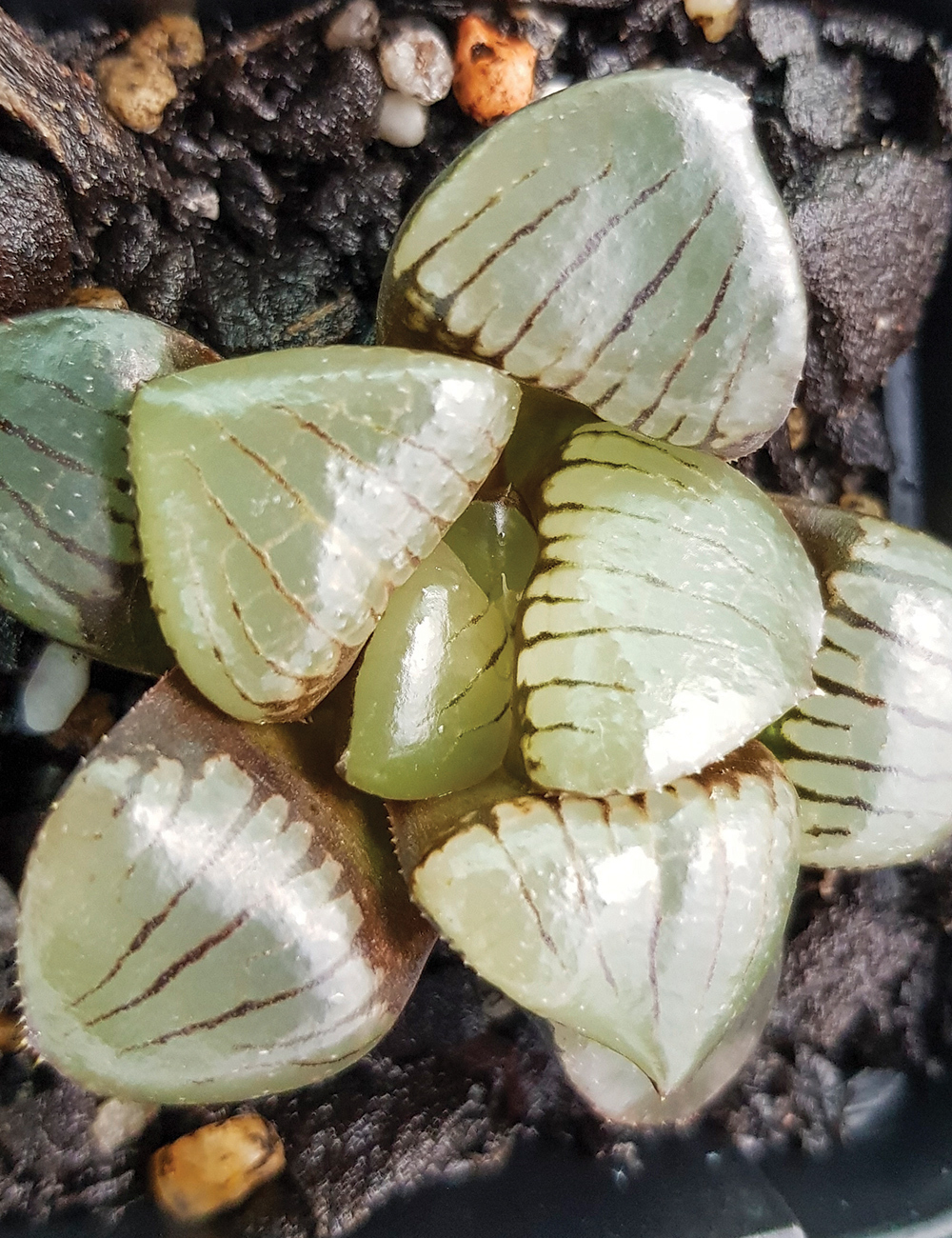 Haworthia Tropical Night